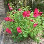 Akasztói Horgászpark & Halascsárda Akasztó - Egyéb