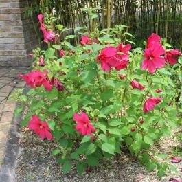 Akasztói Horgászpark & Halascsárda, Akasztó - Egyéb