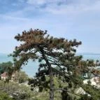 Balatonboglári Kalandpark és Bobpálya Balatonboglár - Egyéb