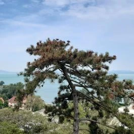 Balatonboglári Kalandpark és Bobpálya Balatonboglár - Egyéb