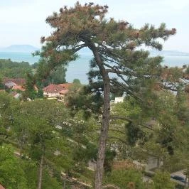 Balatonboglári Kalandpark és Bobpálya Balatonboglár - Egyéb