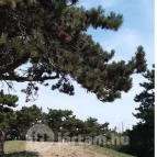 Balatonboglári Kalandpark és Bobpálya Balatonboglár - Egyéb