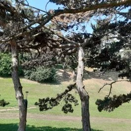 Balatonboglári Kalandpark és Bobpálya Balatonboglár - Egyéb