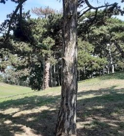 Balatonboglári Kalandpark és Bobpálya