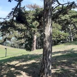 Balatonboglári Kalandpark és Bobpálya Balatonboglár - Egyéb