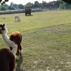 Bella Állatpark Siófok - 