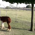 Bella Állatpark Siófok - 