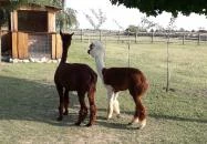 Bella Állatpark Siófok