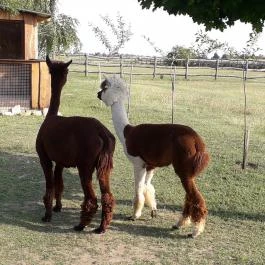 Bella Állatpark Siófok - Egyéb