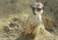 Bella Állatpark Siófok