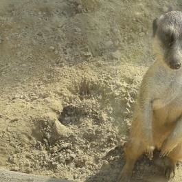 Bella Állatpark Siófok - Egyéb