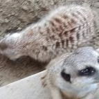 Bella Állatpark Siófok - 