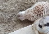 Bella Állatpark Siófok