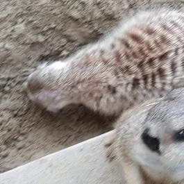 Bella Állatpark Siófok - Egyéb