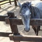 Bella Állatpark Siófok - 