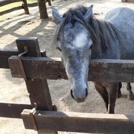 Bella Állatpark Siófok - Egyéb