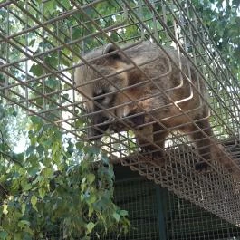 Bella Állatpark Siófok - Egyéb