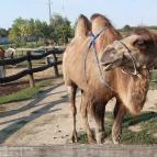 Bella Állatpark Siófok - 