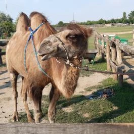 Bella Állatpark Siófok - Egyéb