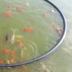 Bella Állatpark Siófok - 