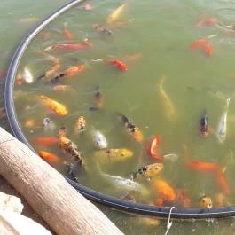 Bella Állatpark Siófok - Egyéb