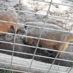 Bella Állatpark Siófok - 