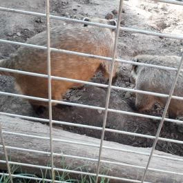 Bella Állatpark Siófok - Egyéb