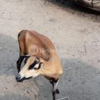 Bella Állatpark Siófok - 