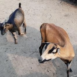 Bella Állatpark Siófok - Egyéb