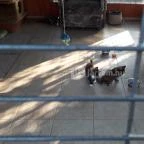 Bella Állatpark Siófok - 