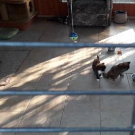 Bella Állatpark Siófok - Egyéb