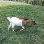 Bőszénfai Szarvasfarm Bőszénfa - 