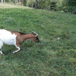 Bőszénfai Szarvasfarm, Bőszénfa - 