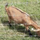 Bőszénfai Szarvasfarm Bőszénfa - 