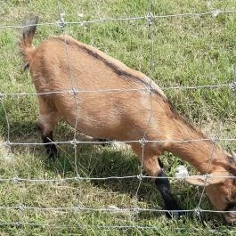 Bőszénfai Szarvasfarm, Bőszénfa - 