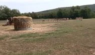 Bőszénfai Szarvasfarm Bőszénfa - 