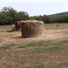Bőszénfai Szarvasfarm, Bőszénfa - 