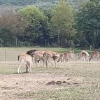 Bőszénfai Szarvasfarm Bőszénfa - 