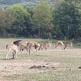 Bőszénfai Szarvasfarm, Bőszénfa - 