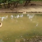 Bőszénfai Szarvasfarm Bőszénfa - 