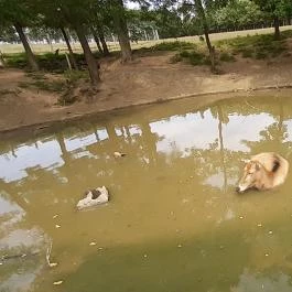 Bőszénfai Szarvasfarm, Bőszénfa - 