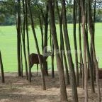 Bőszénfai Szarvasfarm Bőszénfa - 