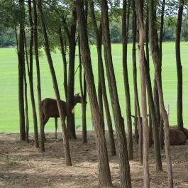 Bőszénfai Szarvasfarm, Bőszénfa - 
