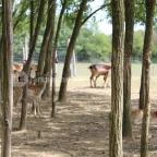 Bőszénfai Szarvasfarm Bőszénfa - 