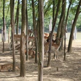Bőszénfai Szarvasfarm, Bőszénfa - 