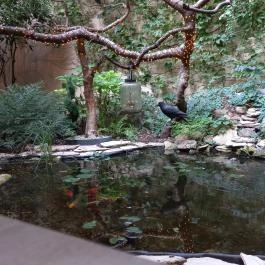 Classic Café Szerb Étterem & Grillkert Szeged - Egyéb