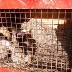 Csipke Porta Vendégház Cserépfalu - Egyéb