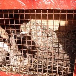 Csipke Porta Vendégház Cserépfalu - Egyéb