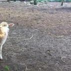 Csipke Porta Vendégház Cserépfalu - Egyéb