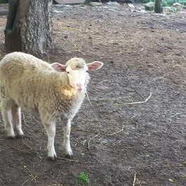 Csipke Porta Vendégház Cserépfalu - Egyéb